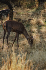 deer in the forest