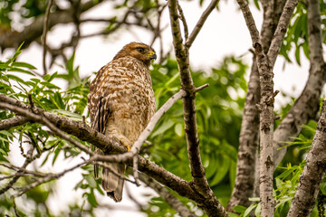 Red-shouldered Hawk sitting on a tree.