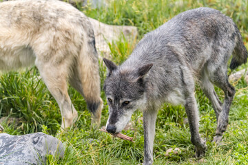 Gray and White wolves eat bones.