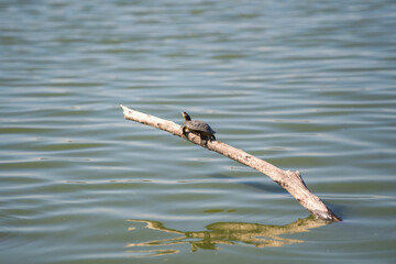 Red-eared turtle (Trachemys scripta elegans) resting on a log.