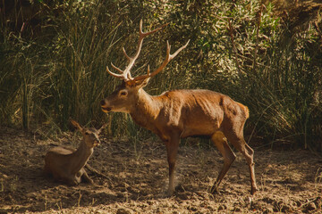 deer in the forest