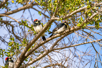 Three Acorn woodpecker sitting on a palm tree, close-up.