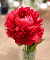 Regarded as one of best red double peonies, Peony Henry Bockstoce, spectacular Hybrid Peony with enormous, double, rich cardinal-red flowers