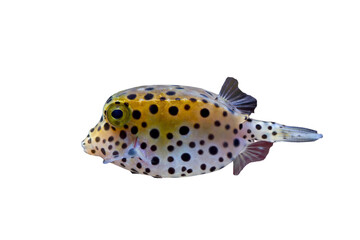 Puffer fish on isolated background