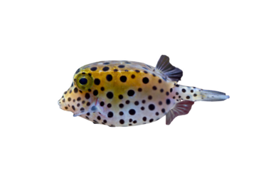 Puffer fish on isolated background