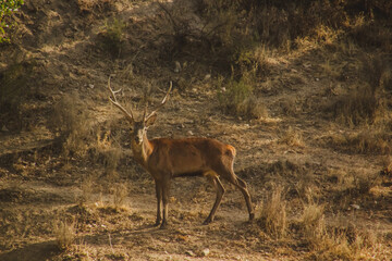 deer in the grass