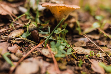 mushrooms in the forest