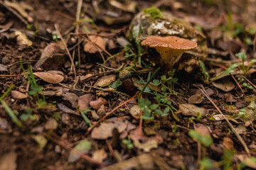 mushroom in the forest