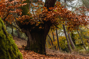 Árboles en otoño en el bosque