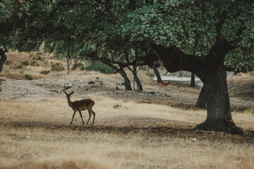 Fototapeta na wymiar deer in the wild