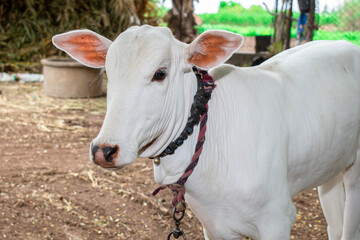 Small beautiful cute cow calf, cow baby