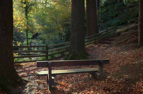 Take a seat and rest a while in Glenariff Forest Park, County Antrim, Northern Ireland, United Kingdom in Autumn