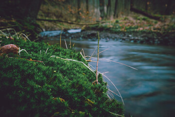 stream in the forest