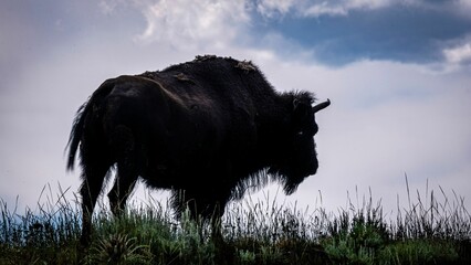 bison in the wild standing alone on a hill with clouds