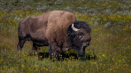 Majestic bison in a meadow, surrounded by vibrant wildflowers © Ron Biedenbach/Wirestock Creators