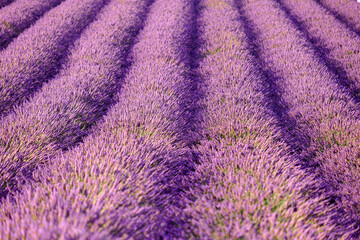 Fototapeta na wymiar The mesmerizing view of a lavender field, where flawlessly arranged rows with the enchanting landscape of beauty and serenity.