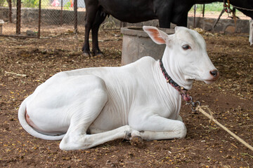 Small beautiful cute cow calf, cow baby © Kiran