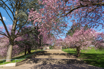 A sunny spring day in Kassel, Germany, with beautiful blooming cherry trees