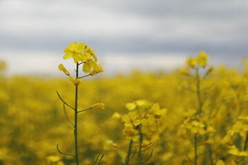 Brassica napus, field of yellow oil crop