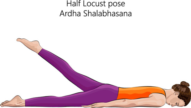 Young woman practicing yoga exercise, doing Half Locust pose. Ardha Shalabhasana. Prone and Backbend. Beginner. Isolated vector illustration.
