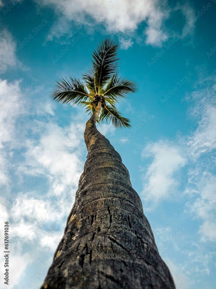 Poster a view up a palm tree and looking at the sky