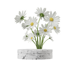 3d rendering blank space of white marble cylinder podium in square with daisy flower transparent background