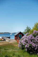 Scenic Stockholm archipelago landscape with a red paint fishing cottage by the island beach with purple lilac trees in foreground on a hot summer day with blue sky and no clouds
