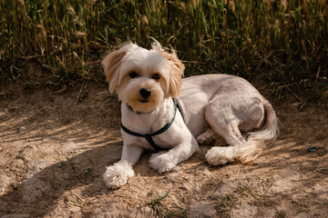 A cute little white dog is sitting on the stairs. Beautiful dog haircut. Graceful dog. Fluffy puppy.