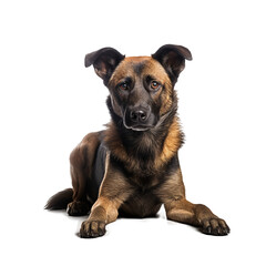 Obraz premium german shepherd dog isolated