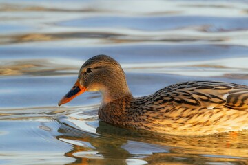 Closeup of a duck swimming on a tranquil lake