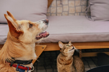 A dog and a cat looking up. Terrace at home 
