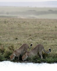 Cheetahs drinking from a river