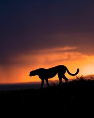Stunning image of a cheetah silhouette against a vibrant sunset sky © Hitesh Dewasi/Wirestock Creators