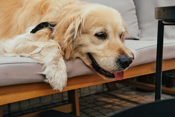 Golden retriever dog resting on a couch on a terrace 