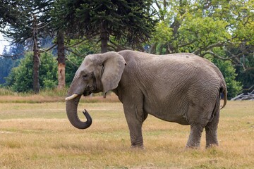 Fototapeta premium African elephant stands in the savannah