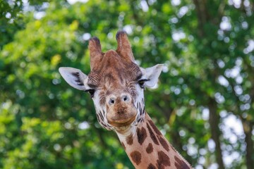 a close up photo of a giraffe in front of some trees
