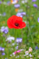 Vertical closeup of a red poppy growing in a green field