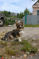 The dog is sitting on the road near the house.