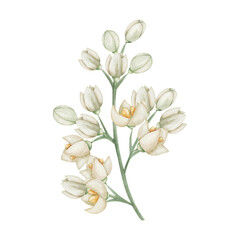Fototapeta premium Watercolor illustration. Hand painted branch with blooming flowers in white, beige colors with four petals, yellow center, buds. Olive tree flowers. Jasmine flower. Floral summer. Isolated clip art