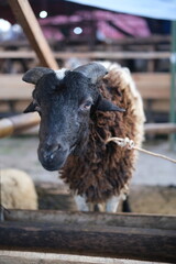 a sheep in a pen looks around for food