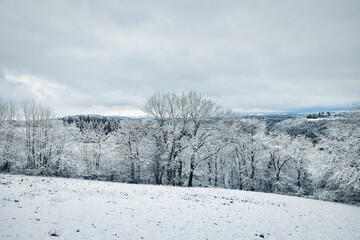 Snow-covered tree branch with a blanket of fresh snow covering the surrounding foliage