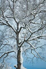Snow-covered tree branch with a blanket of fresh snow covering the surrounding foliage