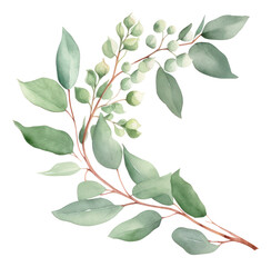 Watercolor floral card of eucalyptus leaves, branches and seeds isolated.