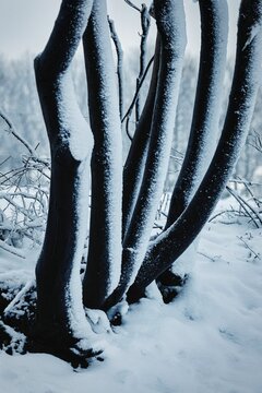 Winter scene depicting barren trees with its trunks covered in frost and snow
