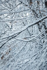 Snow-covered tree branch with a blanket of fresh snow covering the surrounding foliage