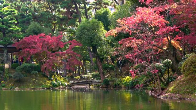 紅葉が美しい秋の日本庭園 広島 縮景園 4K Japanese garden with pond  2022年11月24日