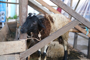a sheep in a pen looks around for food