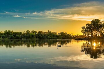 Bird wading in the Murray River at sunset.