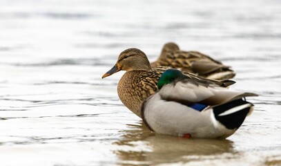Fototapeta premium Close up of two mallard ducks resting in a tranquil lake.