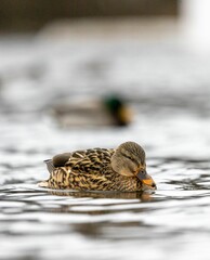 Vertical shot of a mallard duck resting in a tranquil lake